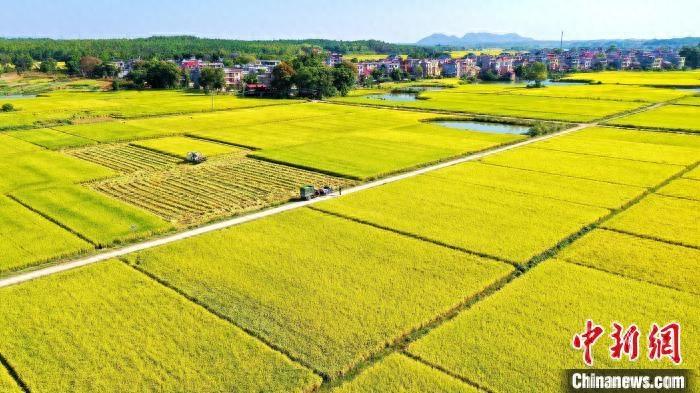 飞瞰江西吉泰盆地广袤金色田野“丰”景这里独好