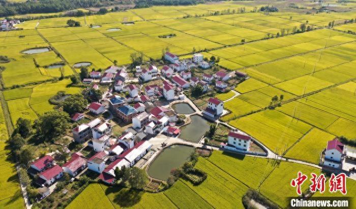 飞瞰江西吉泰盆地广袤金色田野“丰”景这里独好