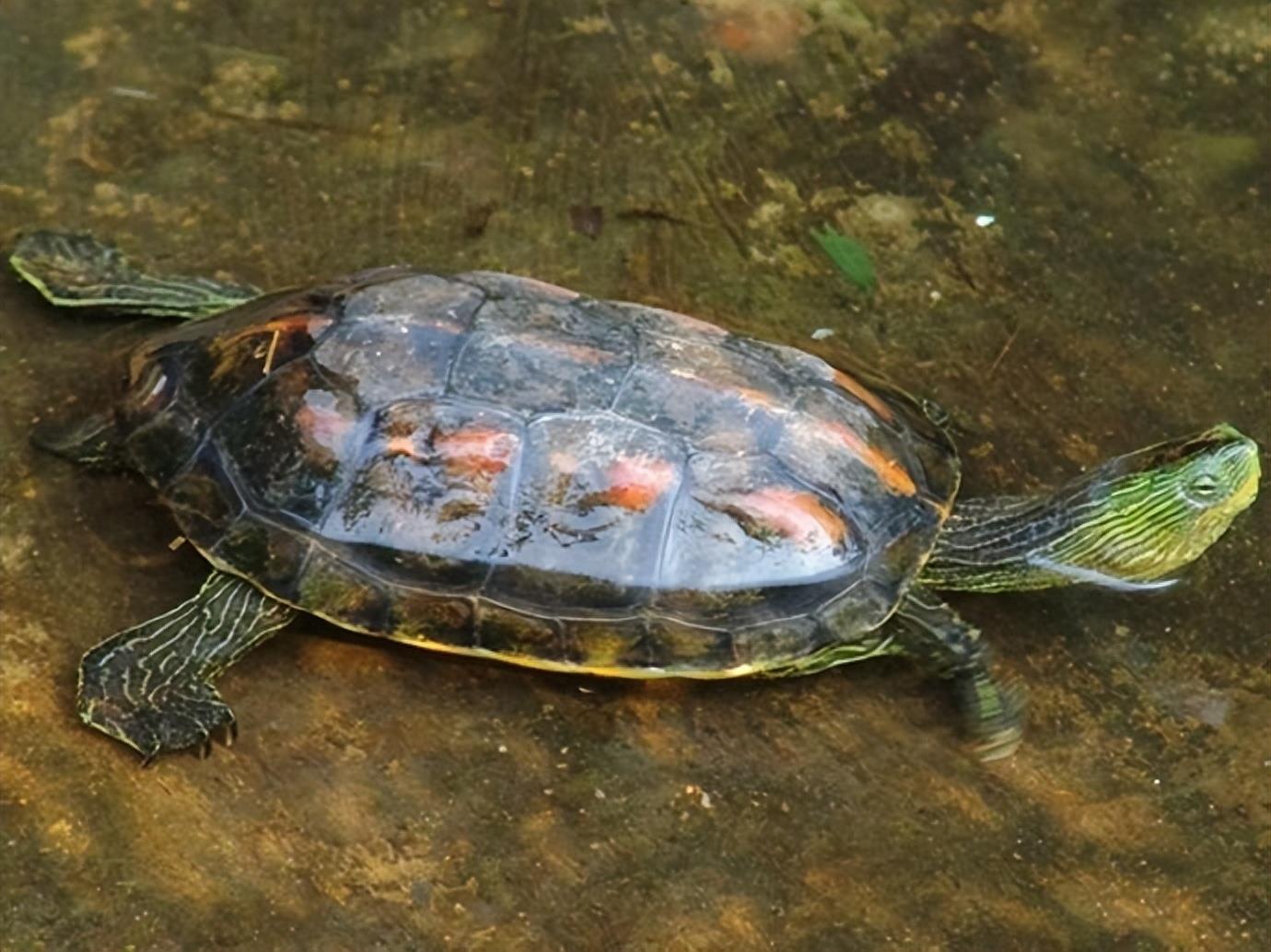 地龟：世界上最多名字的龟种，为何濒临灭绝？