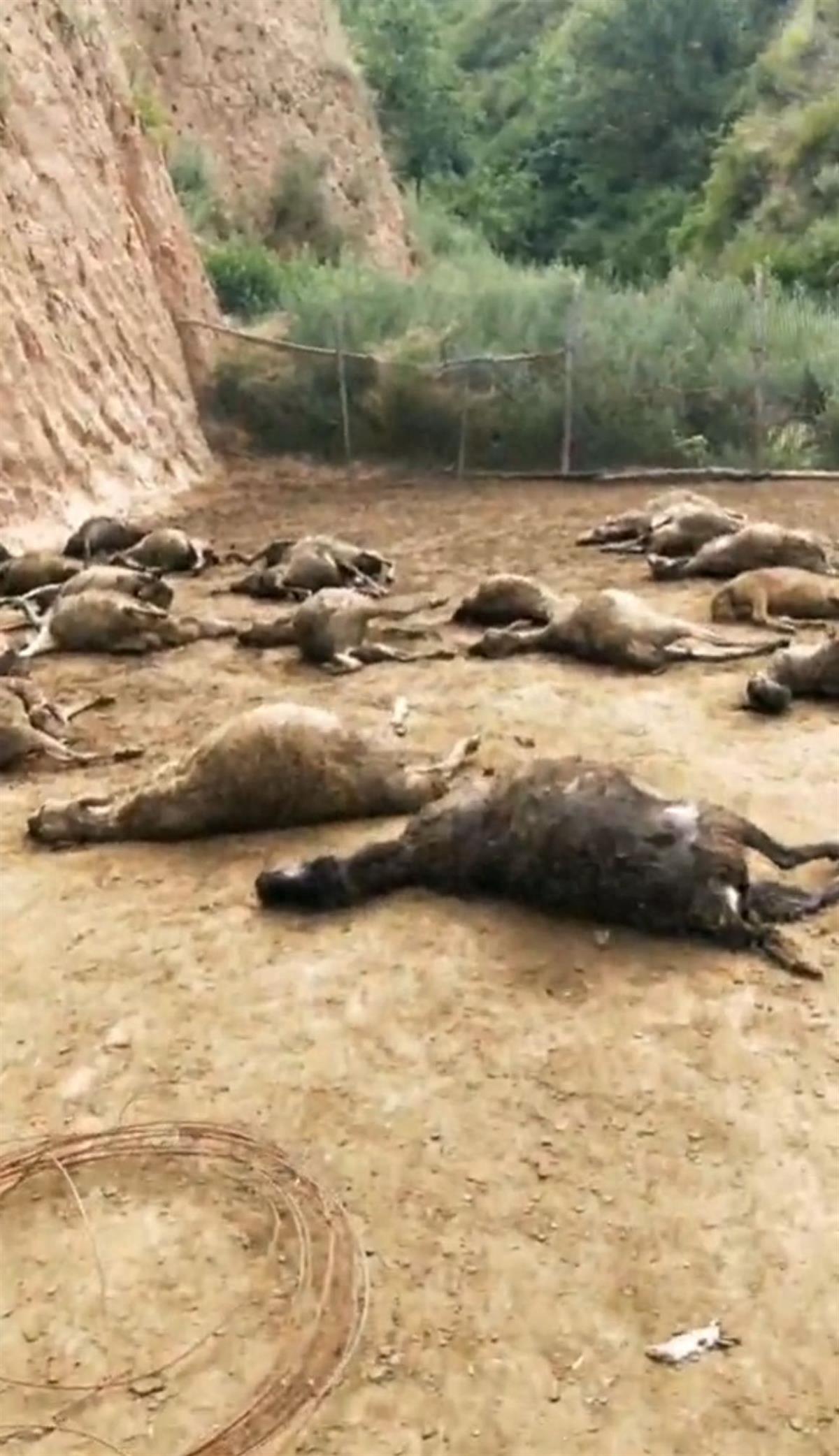 山西一村民称家中50多只羊疑被豹子咬死，损失7万多元，林业部门介入调查