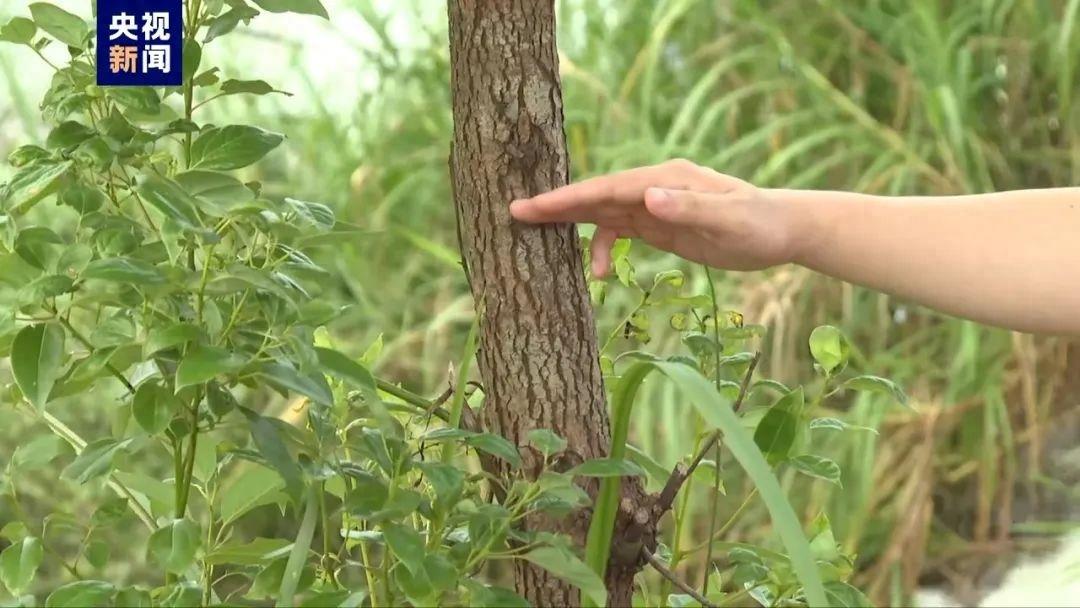 广东茂名70余条鳄鱼出逃！大批仍未捕获