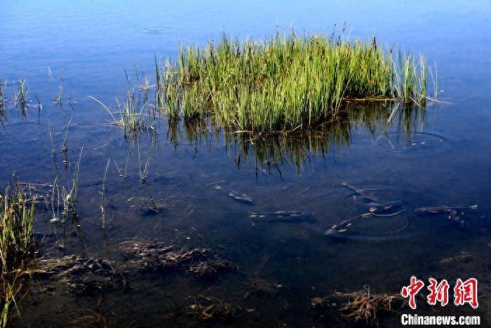 青海湖北岸仙女湾：夏日湿地风光如画