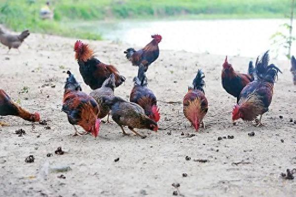 海南这种鸡，被列入国家级名录！