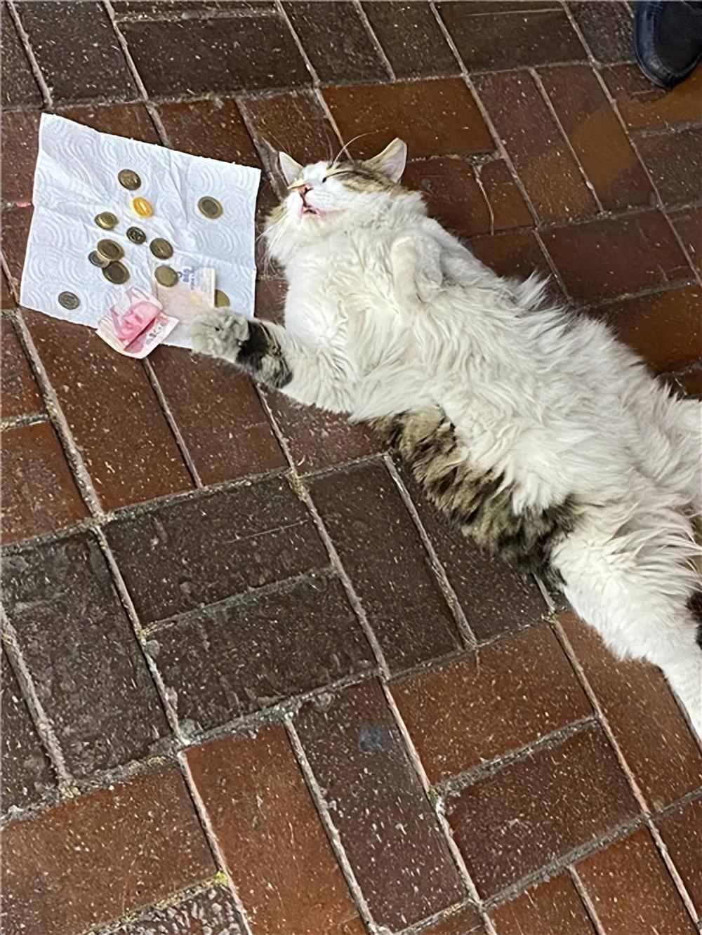 猫猫在路边露肚皮睡觉，还接受“投币”赚钱给同伴买饭，真招财猫