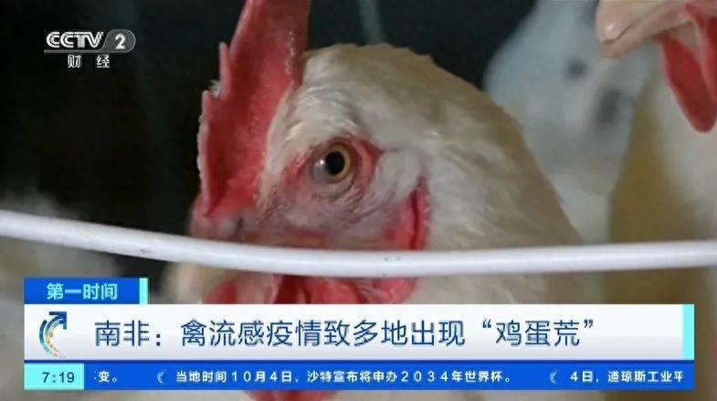 约750万只鸡被扑杀！南非禽流感疫情肆虐，多地出现“鸡蛋荒”...