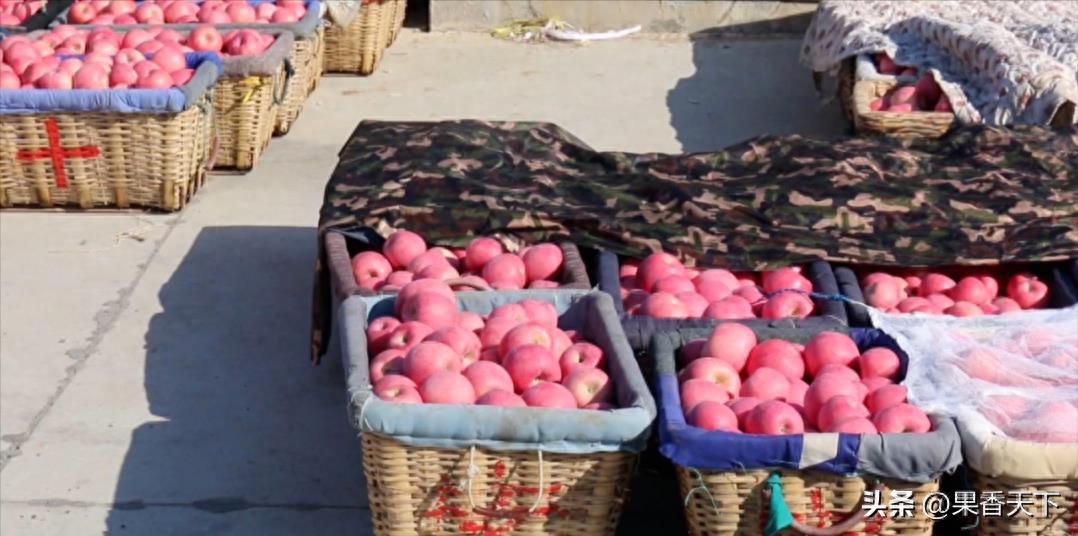 今年的苹果行情，果农“不卖”，果商“不收”？到底怎么了