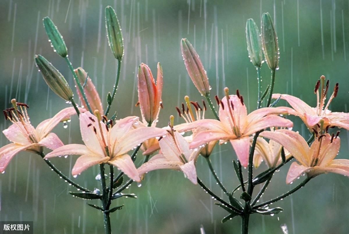 古诗词中的“雨”，到底有多美？