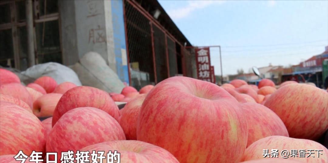 今年的苹果行情，果农“不卖”，果商“不收”？到底怎么了