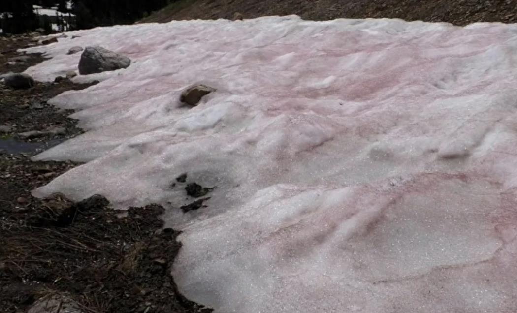 科技观察｜粉色的雪好浪漫？科学家说，冰川危险了……