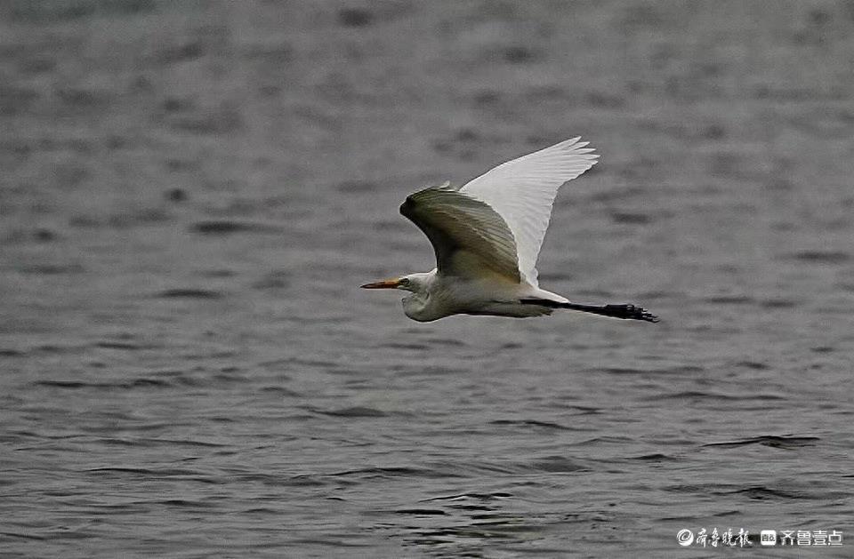 双节拍|华山湖“湖”拍——飞翔的白鹭