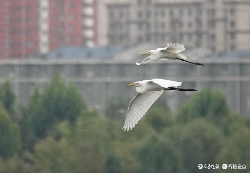 双节拍|华山湖“湖”拍——飞翔的白鹭