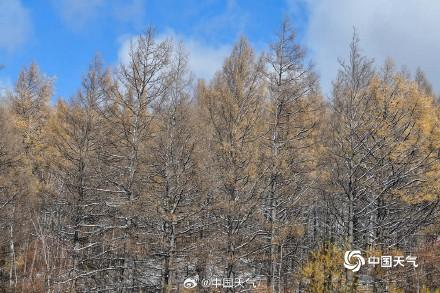 美翻了！内蒙古海拉尔半山黄叶半山雪