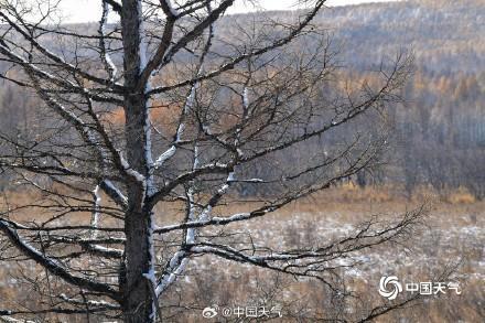 美翻了！内蒙古海拉尔半山黄叶半山雪