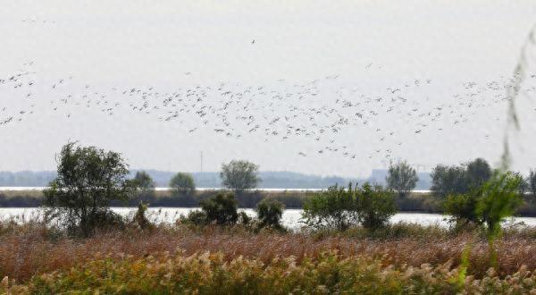 河北衡水湖今秋“鸟浪”较去年提前近一个月