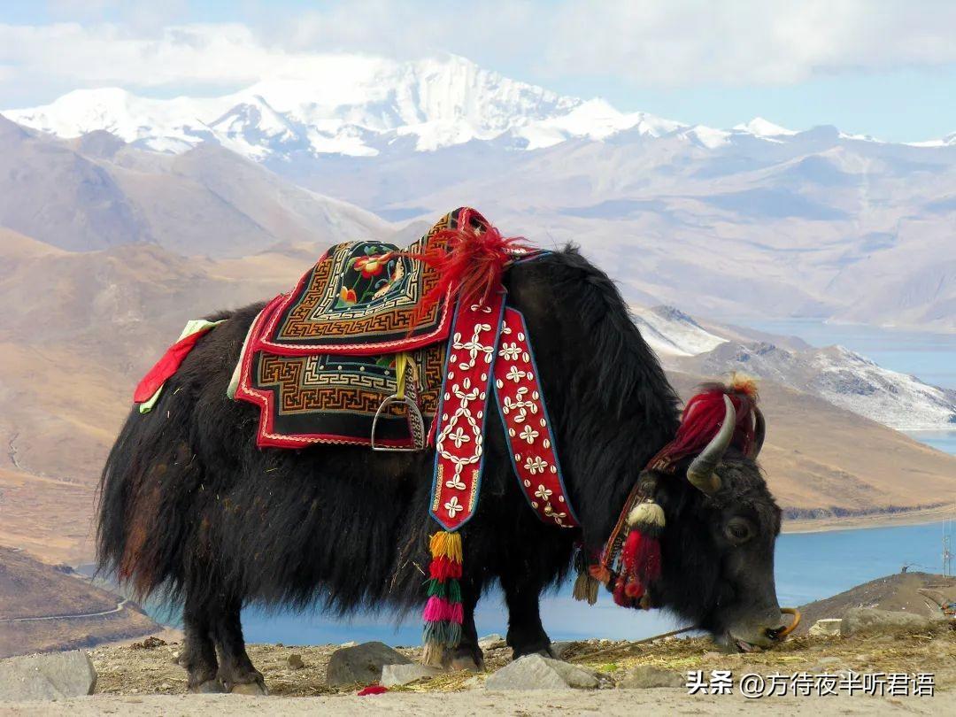 喜马拉雅文明中的神奇动物——牛